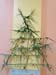 SAPINS 6